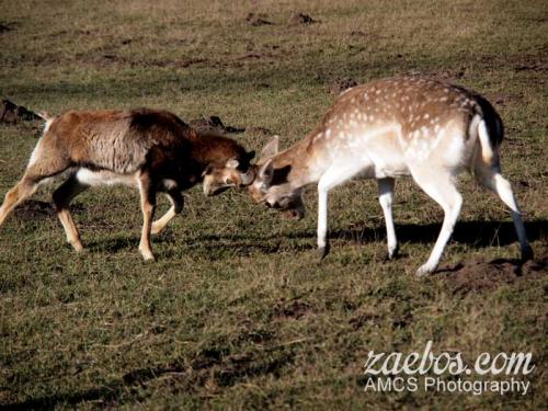 deerfight